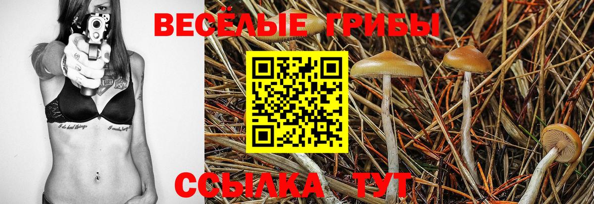 что такое наркотик  Галлюциногенные грибы Psilocybe  Вход с VPN  Можга 